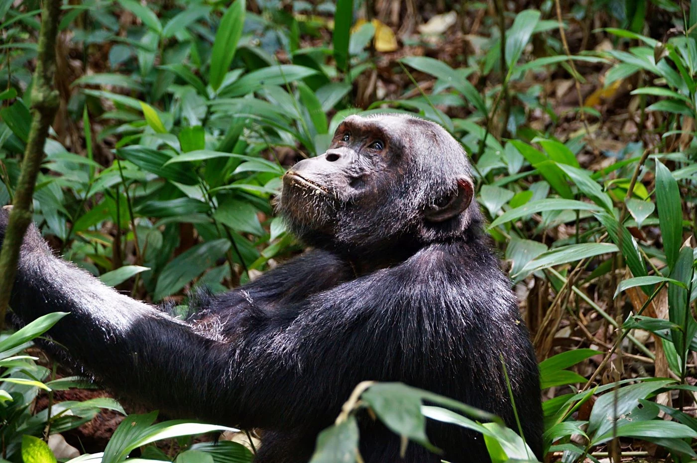 Uganda: nel regno dei primati